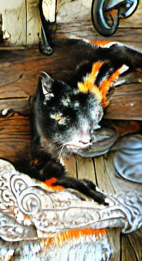 Colorful Calico Cat Portrait