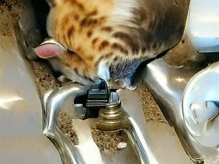 AI Interpretation of a Cat