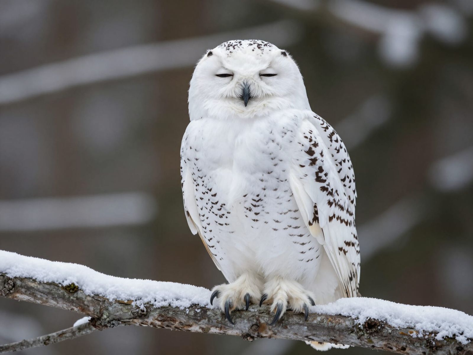 Serene Snowy Owl Perched on Winter Branch