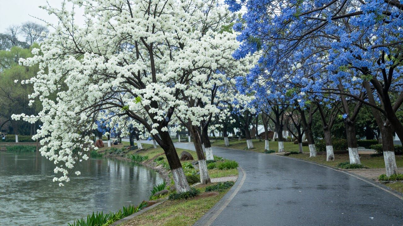 Serene Park Road Lined with Blooming Flower Trees