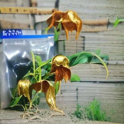 Golden Masked Reaper in Dark Digital Art
