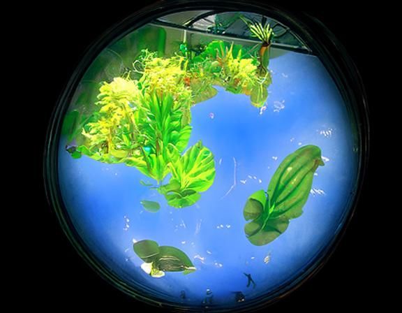 The Refugium: A World in a Globe