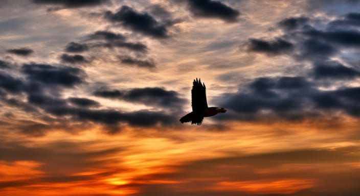 Hawk Soaring at Sunset