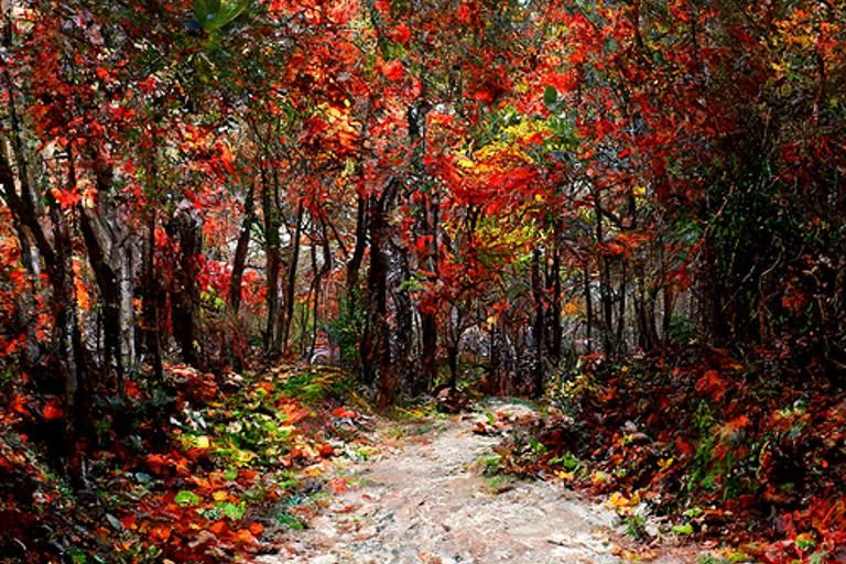 Autumn Forest Trail in Impressionist Style