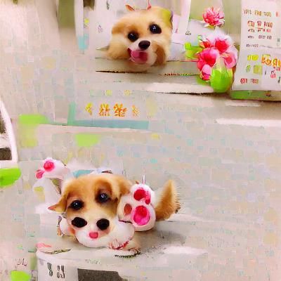 A Very Cute Dog