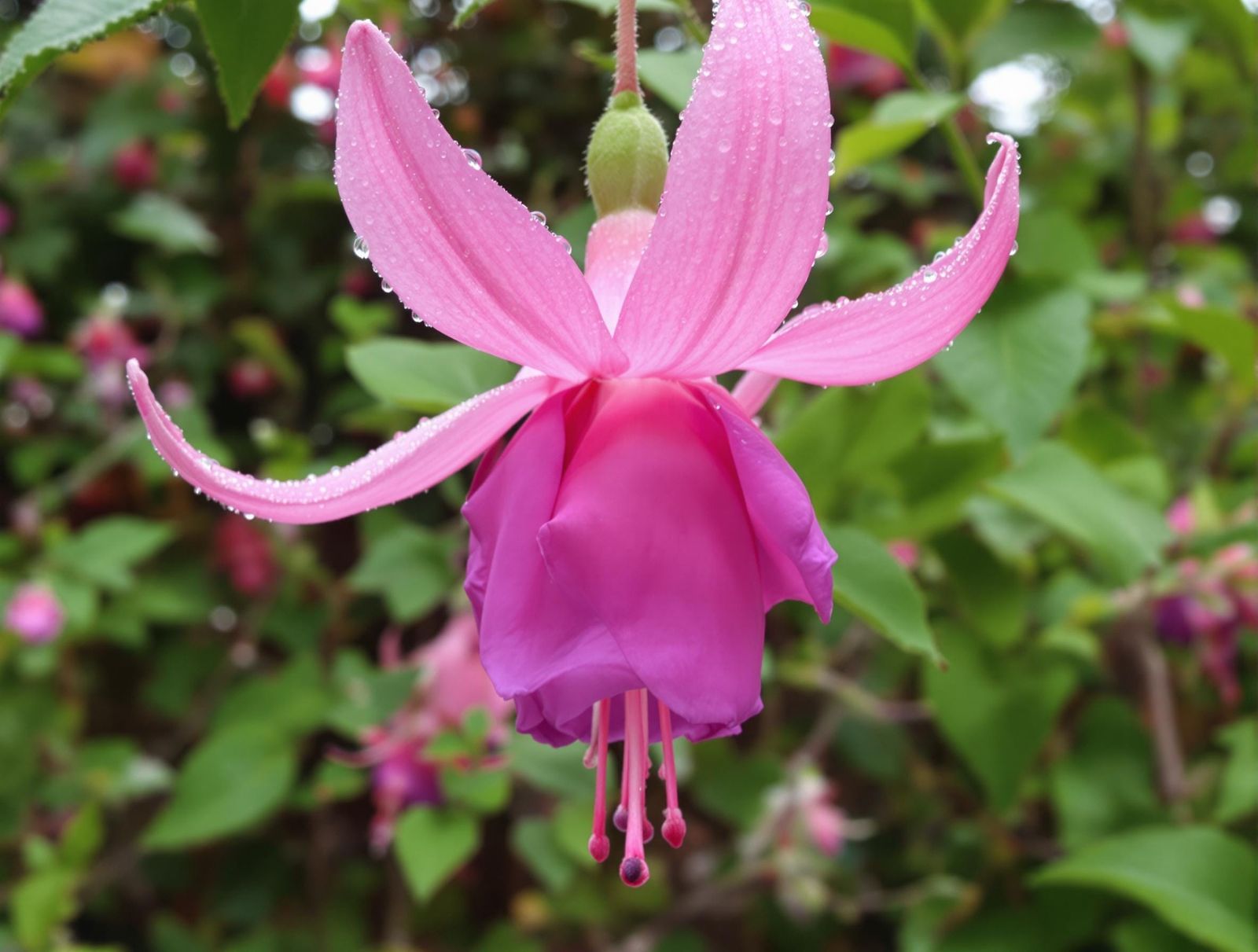 Delicate Pink Lady Flower with Dew