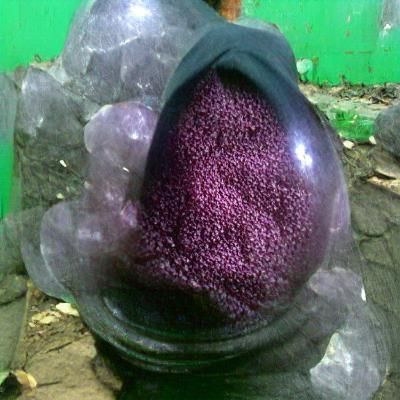AI Image of a Garnet