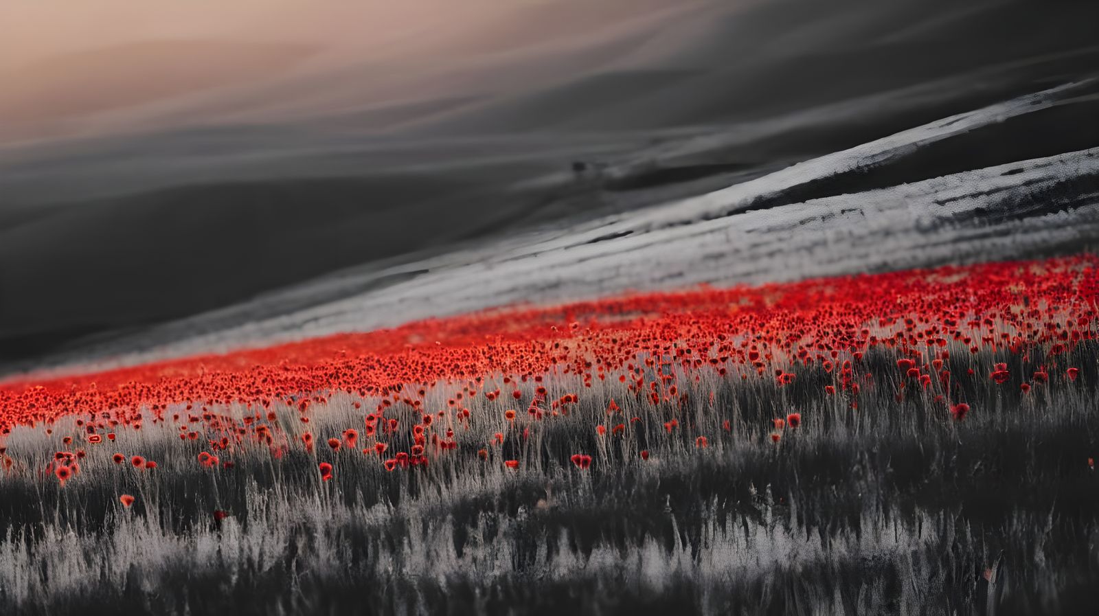 Fiery Red Poppies in Grayscale Panorama