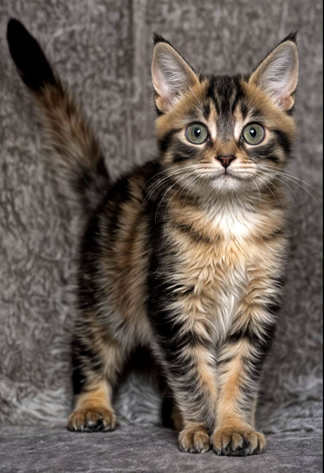 Playful Tortoiseshell Kitten in Pale Grays