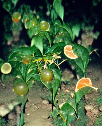Cyanide Citrus Grove in Vineyard Valley