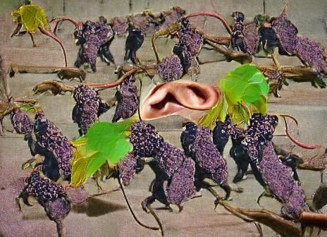 Eared Grapes on the Vine