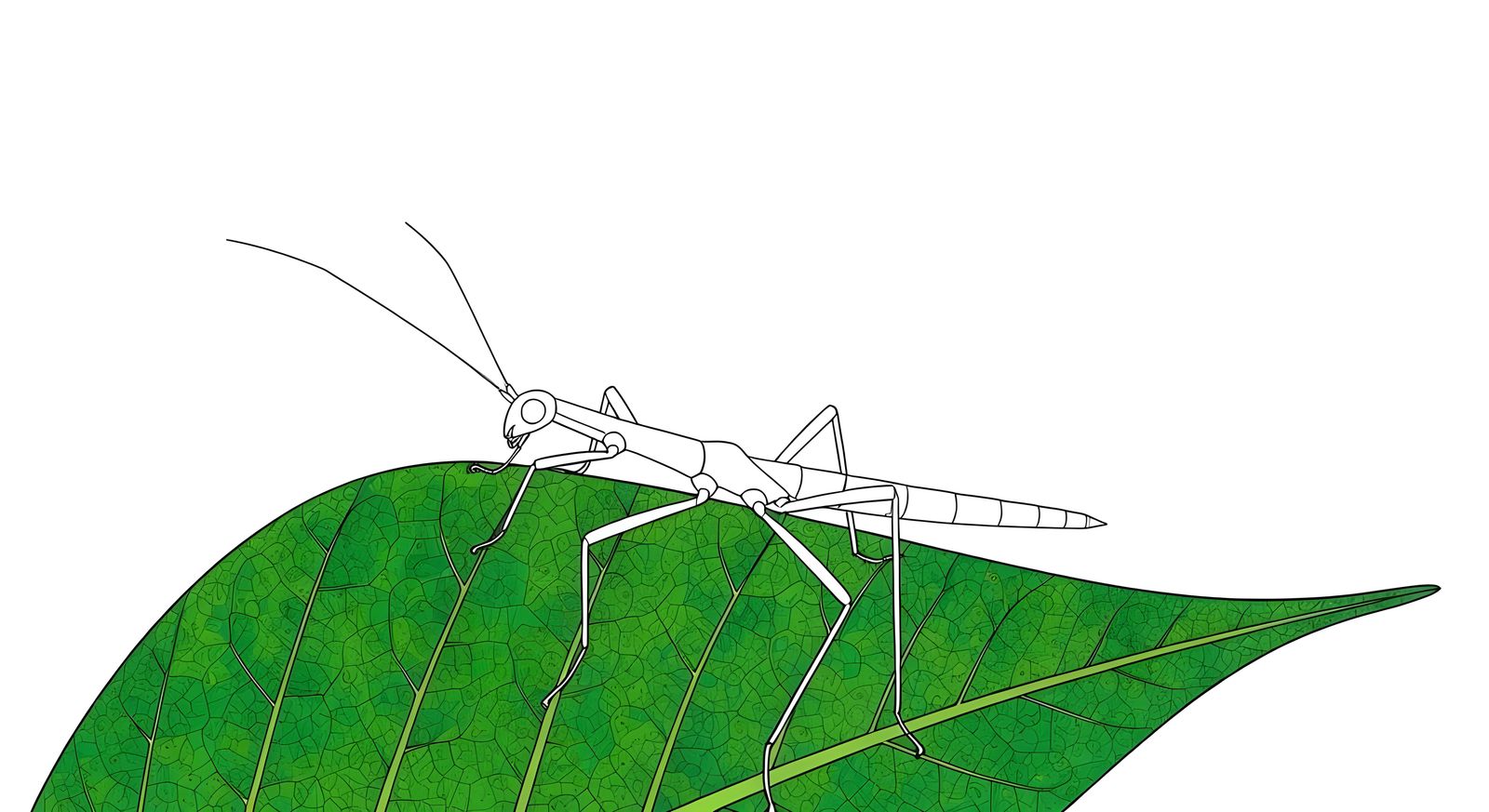 STICK INSECT