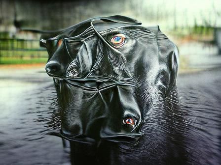 Portrait of a Striking Black Dog