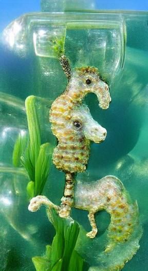 Simple Seahorse Illustration