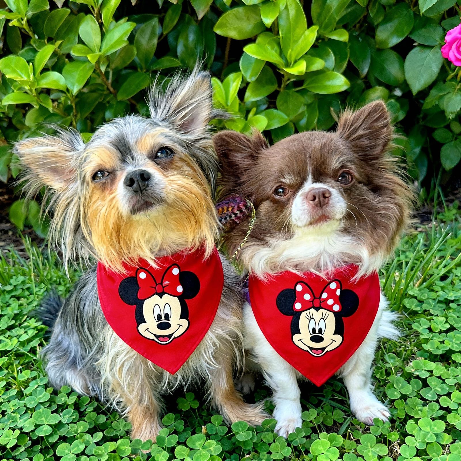 Minnie & Mickey Mouse Meet & Greet with Dogs