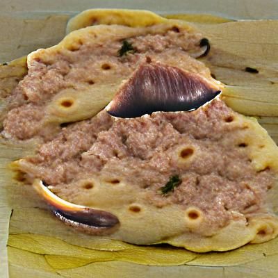 Flesh