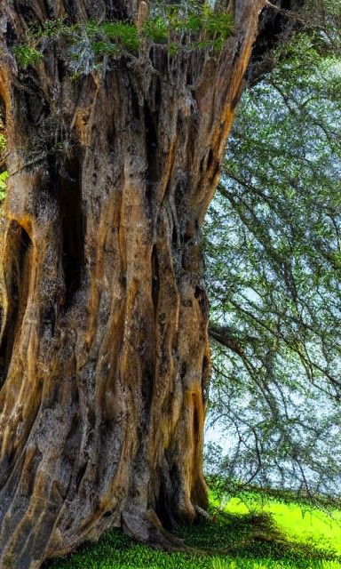 Ancient Cypress Tree in Ink Wash Painting Style