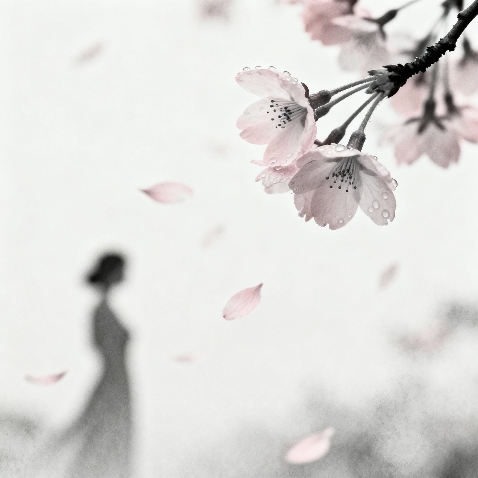 Cherry Blossom Branch in Minimalist Japanese Style