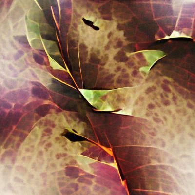 Abstract Colorful Leaves in Glass Style