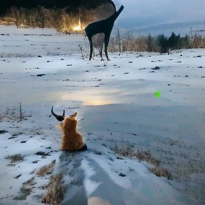 Cat Meets Deer in Rural Landscape