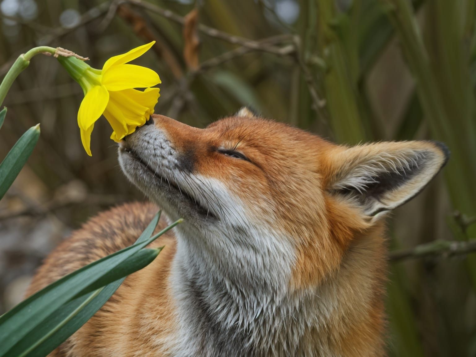 Fox Smelling a Yellow Flower