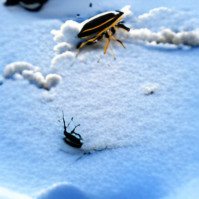 Bug's Winter Day: A Snowy Adventure