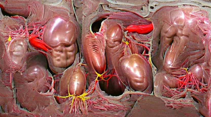 Human Male Anatomy Diagram
