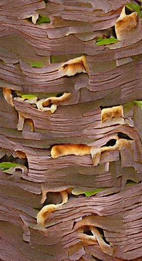 Textured Bark and Fungi