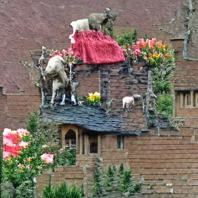 Goat on Cottage Roof with Roses
