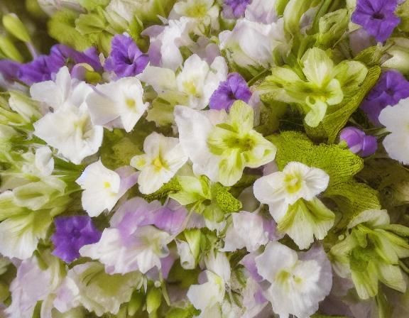 Hyperrealistic Floral Collage Still Life in Macro