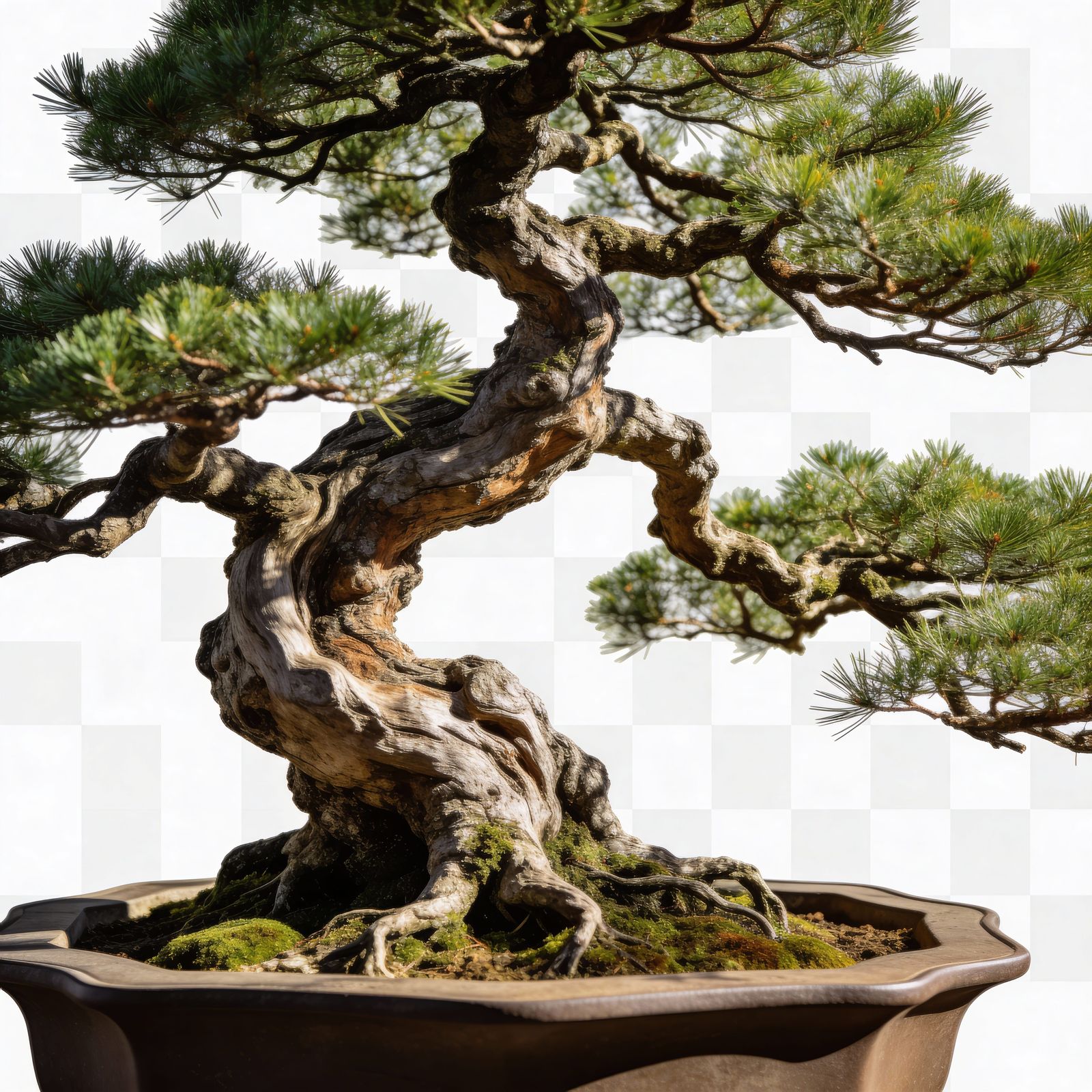 Ultra-Realistic Japanese Bonsai Tree Studio Portrait