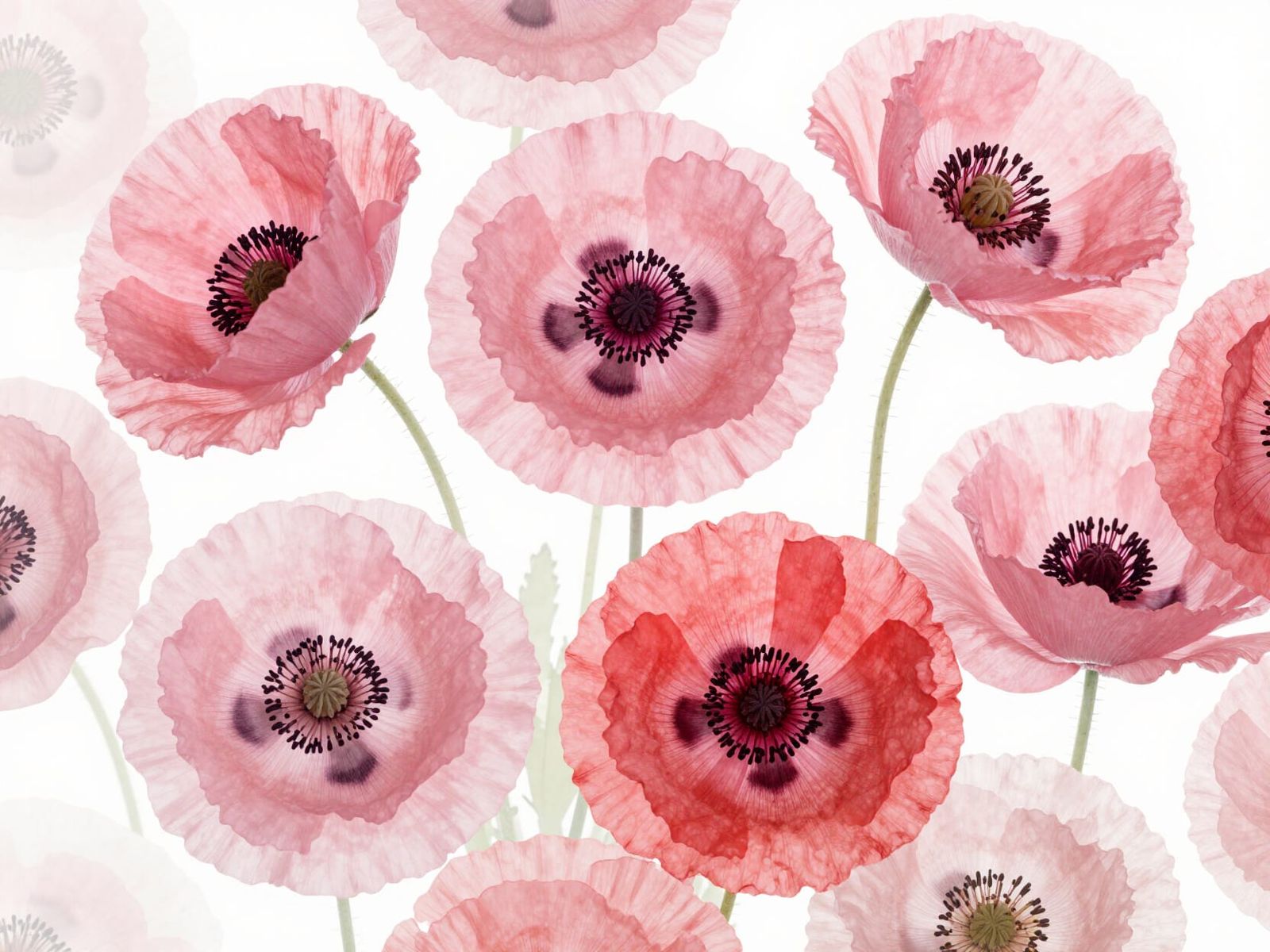 Delicate Pink and Red Poppies Floral Pattern