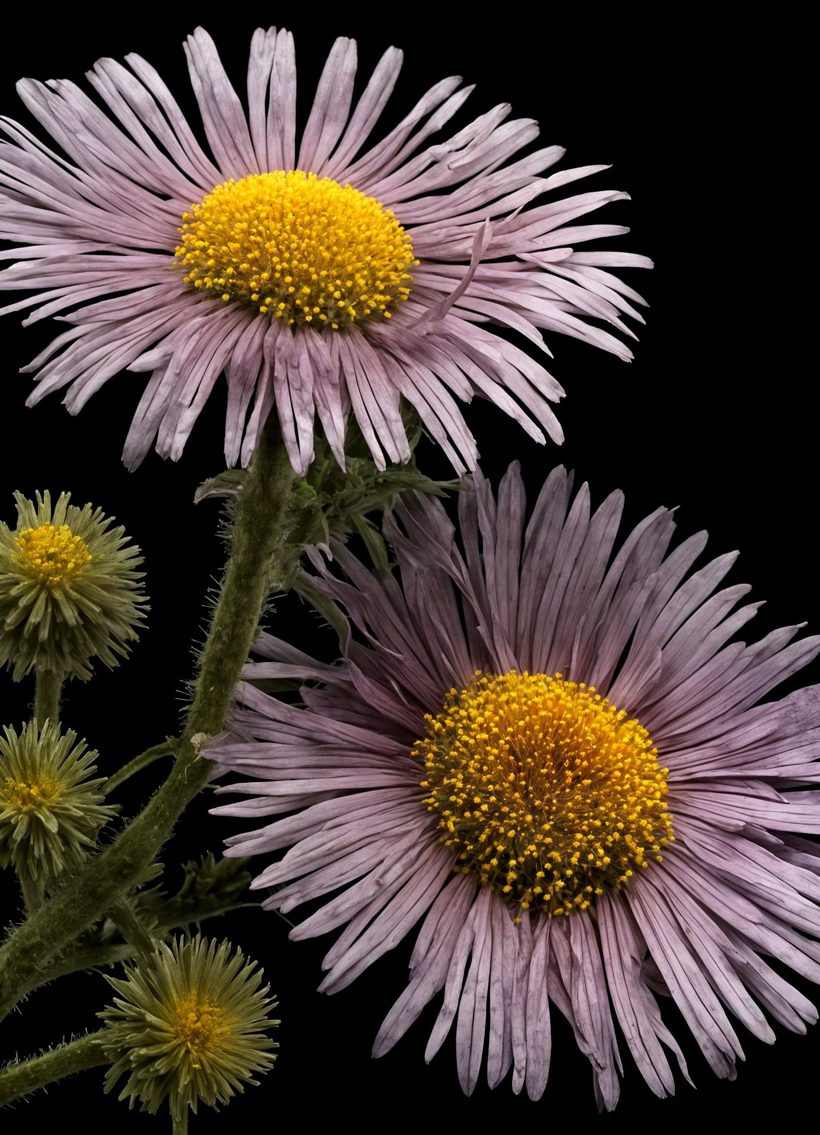 Fleabane Specimen in Chiaroscuro Lighting