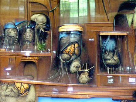 Art Nouveau Cabinet of Curiosities with Specimens