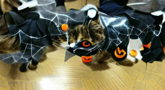 Black Cat in Witch Hat for Halloween