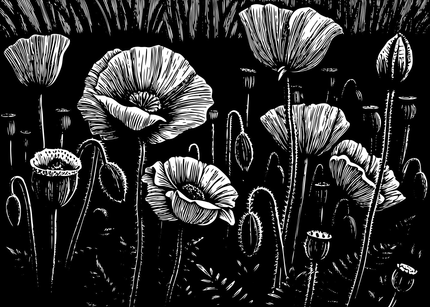 Ethereal Poppies in Soft Pink Evening Glow