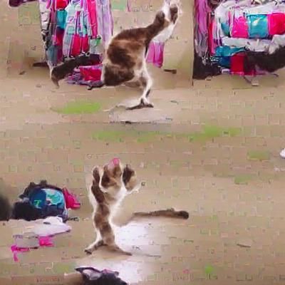 Cat Doing a Dance