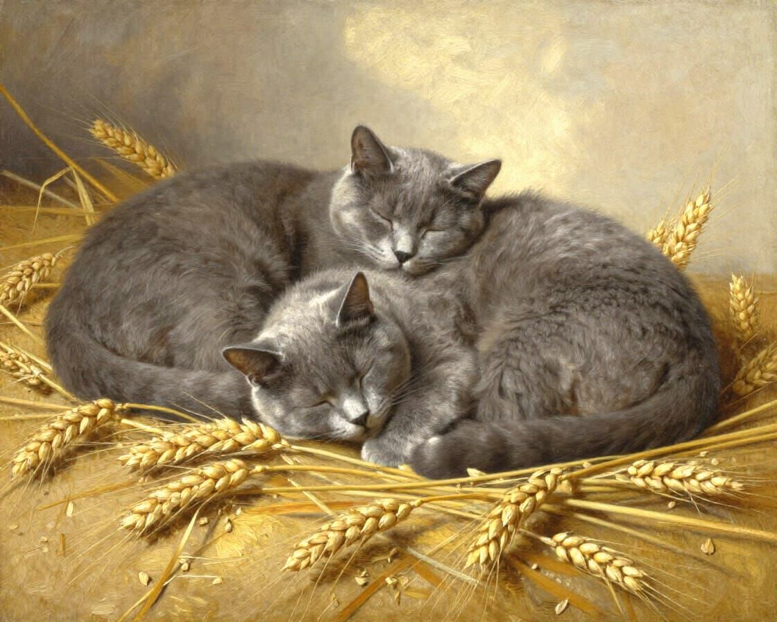 Two Grey Cats Sleeping on Golden Wheat Field