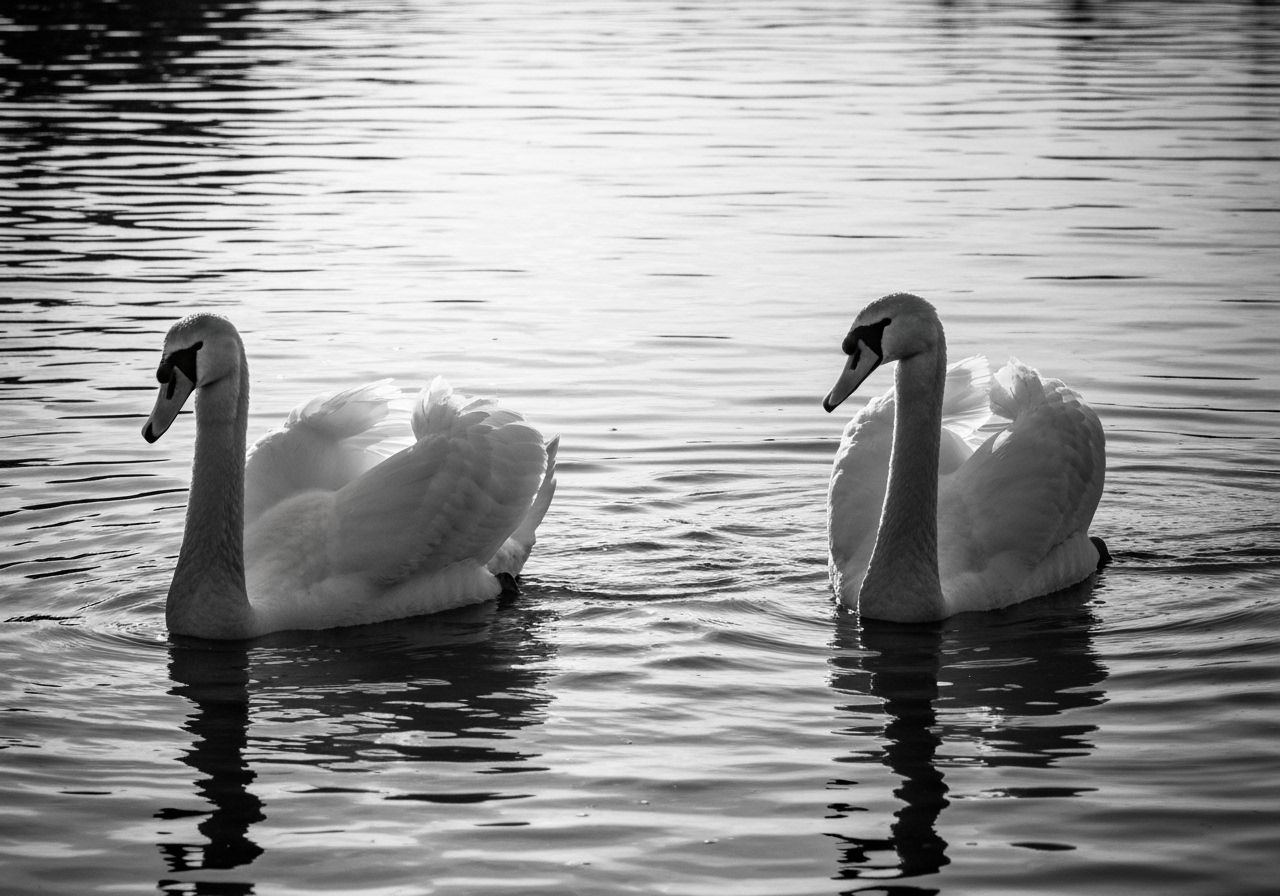 Contrasting Swans in Black and White Photography