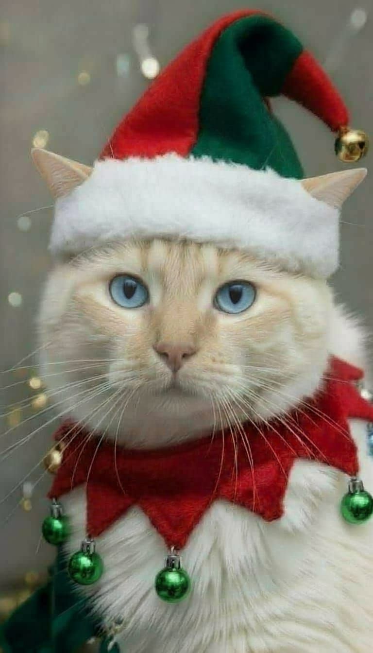 Cat in Christmas Elf Costume with Blue Eyes