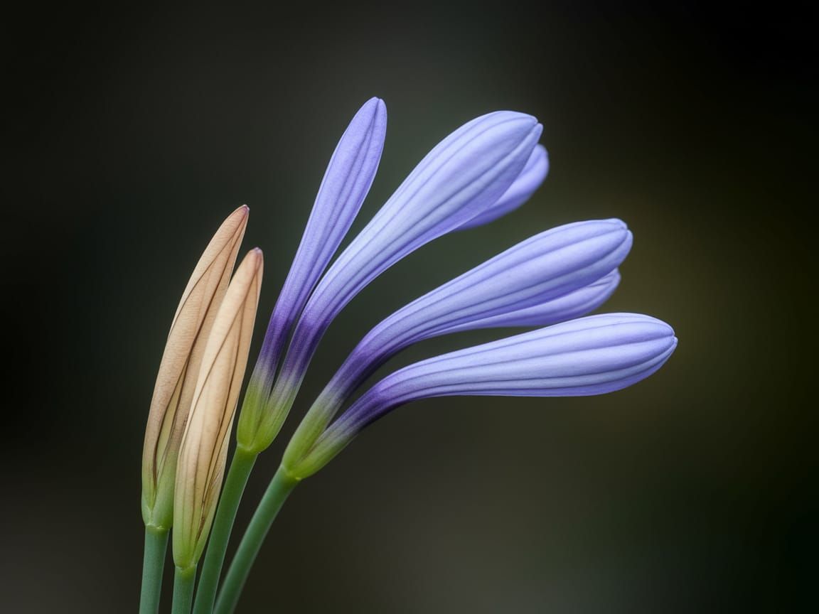Delicate Agapanthus Bloom in Macro Style