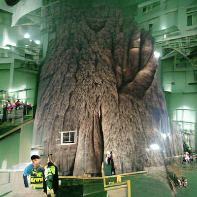 Image of a Very Large Tree