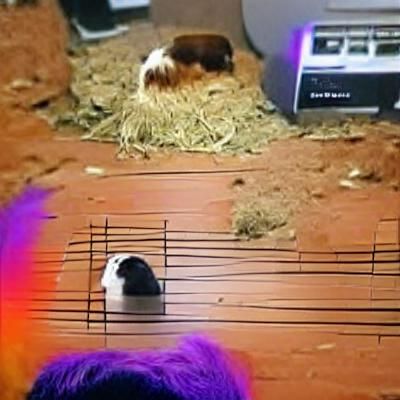 Guinea Pig Listens to Black Sabbath