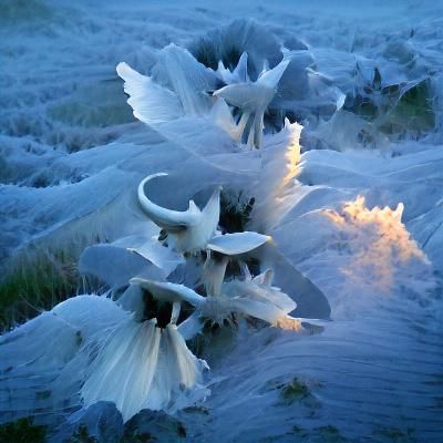 Frost Flowers at Dawn: Winter's Icy Art
