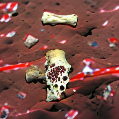 Starved Bone Fragment with Blood Splatters