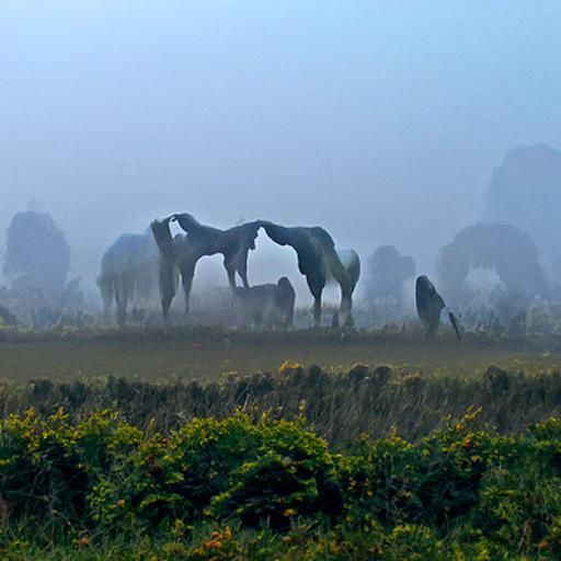 Horses in Mist: A Tranquil Morning Scene