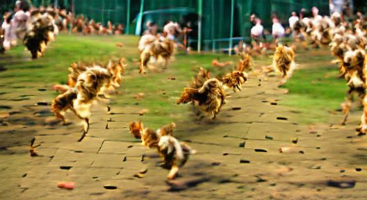 Running from a Chicken Swarm: A Humorous Escape