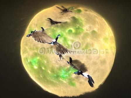 Wild Geese Silhouetted Against Moon