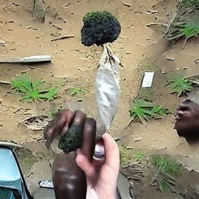African-American Smoking Weed: AI Generated Image