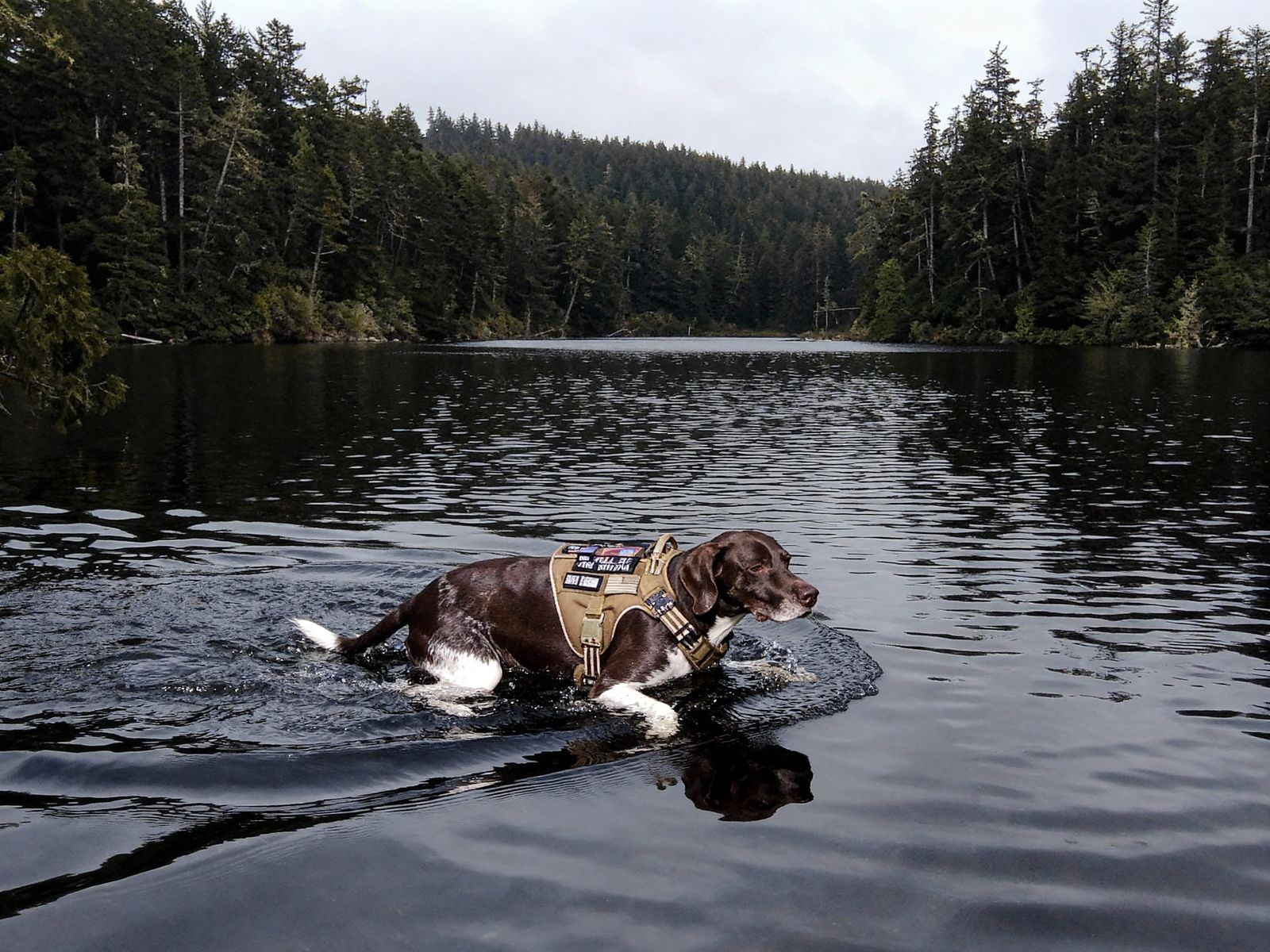Dog Swimming in Lake